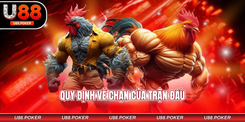 Đá Gà Thomo U88 - Hòa Mình Cùng Với Không Khí Sôi Động Quy định về chạn của trận đấu